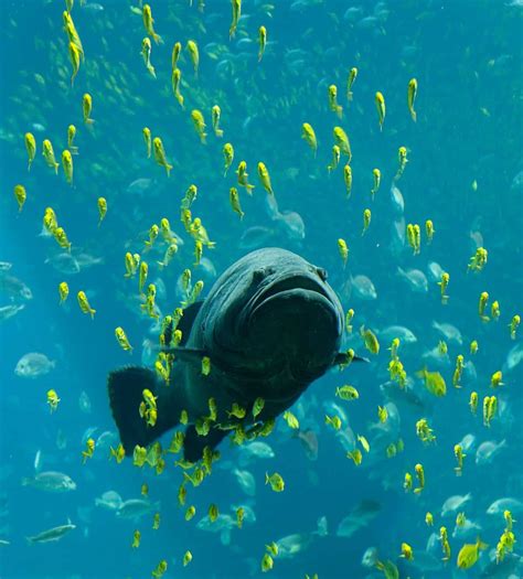 fish wiki|Fish Pictures & Facts .